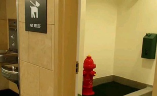 Capture d'écran d'une vidéo du Huffington Post montrant des toilettes pour chien de l'aéroport de San Diego, le 21 juin 2013.