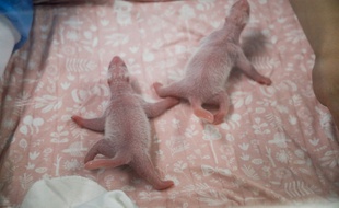 Deux bébés jumeaux pandas géants sont nés au parc animalier Pairi Daiza à Brugelette, en Belgique, le 9 août 2019.