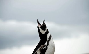 Un pingouin sur l'île de Magdalena près du Chili. Environ 150.000 manchots Adélie du cap Denison, un cap rocheux situé en baie du Commonwealth, sont dans l'incapacité de retourner dans leur colonie depuis qu'un gigantesque iceberg leur barre la route