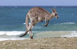 Pourquoi les kangourous sont-ils des champions du saut ?
