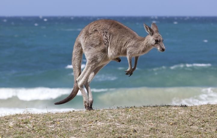 Pourquoi les kangourous sont-ils des champions du saut ?