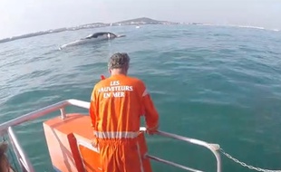 Le rorqual a été remorqué jusqu'au port du Cap d'Agde.