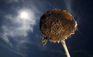 Un tournesol brûlé par le soleil. Illustration.