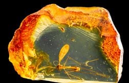Des insectes vieux de 99 millions d’années figés dans l’ambre