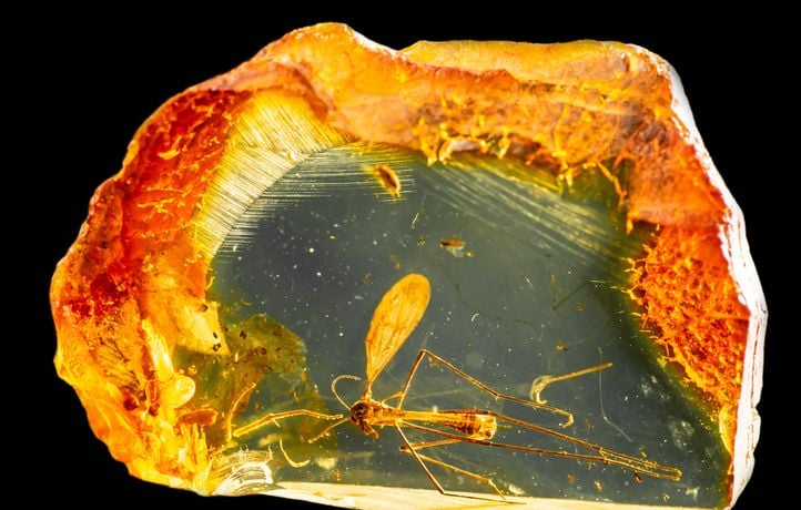 Des insectes vieux de 99 millions d’années figés dans l’ambre