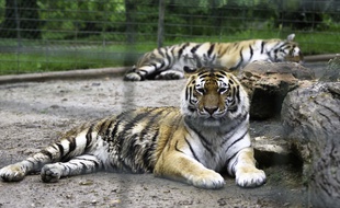 Des tigres, ici à Plaisance-du-Touch, près de Toulouse.