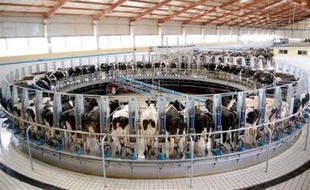 La Chine a envoyé des bataillons d'inspecteurs contrôler ses sociétés laitières et ses médias officiels réclamaient la chasse aux coupables lundi, au moment où se multiplient les alertes dans le monde aux produits chinois contaminés par de la mélamine.