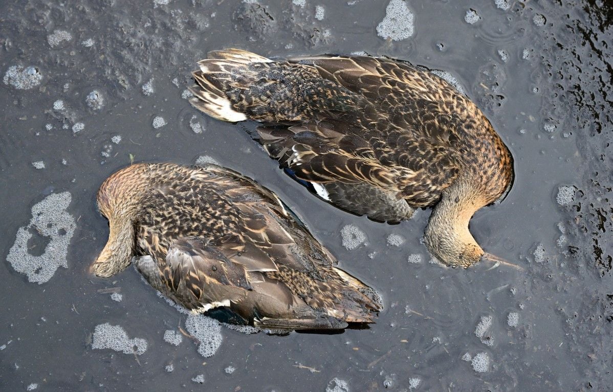 Loire-Atlantique : Hécatombe de botulisme, des milliers d'oiseaux fauchés par l'épizootie