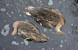 Des milliers d’oiseaux fauchés par le botulisme en Loire-Atlantique