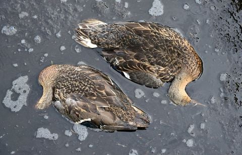 Des milliers d’oiseaux fauchés par le botulisme en Loire-Atlantique