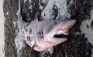 Un requin féroce s'est échoué le 21 septembre 2013 sur une plage du Morbihan.