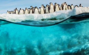 Les bébés manchots se pressent avant leur premier plongeon.