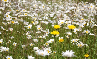 Champ de marguerites