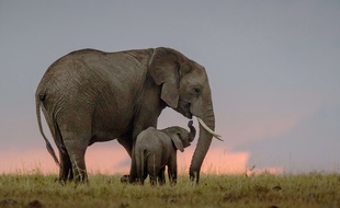 Illustration d'éléphants, au Kenya
