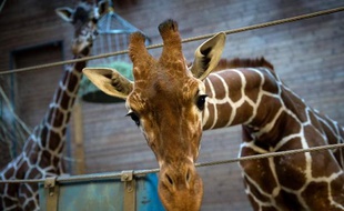 Entre 3 et 5.000 animaux sont euthanasiés en captivité chaque année en Europe, dans un souci de bonne gestion des espèces, a estimé une dirigeante de l'Association européenne des zoos et aquariums (EAZA), dans une interview diffusée jeudi par la BBC.