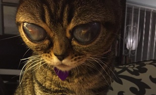 extraterrestre yeux