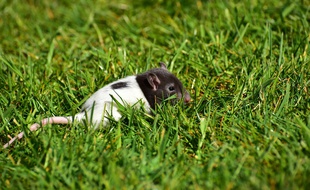 Illustration d'un rat dans des herbes. La Leptospirose se propage notamment par les urines des rongeurs.