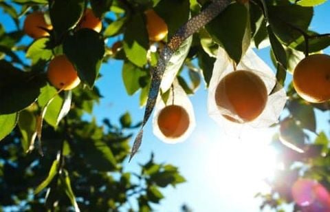 Seuls ces filets souples et objets brillants protègent vos fruits cet été sans produits chimiques