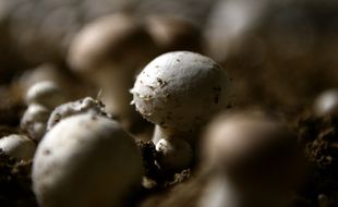 Des champignons de Paris. (illustration)
