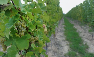 Alsace: vendanges (Archives)