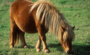 Illustration d'un poney dans un pré.