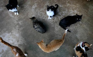 Plus de mille chats, sauvés de la casserole par des militants chinois de la cause animale, ont finalement été relâchés en pleine forêt par des autorités locales, au grand dam de leurs défenseurs, a rapporté un témoin à l'AFP.