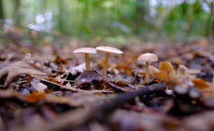 Des champignons en forêt. Illustration.