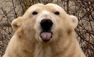 Un ours polaire dans un bassin d'un parc aquatique en France.