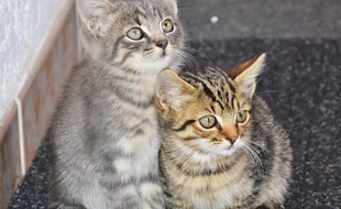Des chatons. Illustration.