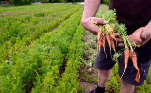 Les agriculteurs attendent la pluie avec impatience.