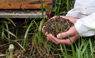 L'Union nationale de l'Apiculture française a demandé jeudi le retrait du marché des pesticides épinglés par l'Autorité européenne de sécurité des aliments (EFSA), affirmant qu'il en allait de la "survie des abeilles et des pollinisateurs sauvages" essentiels pour la production alimentaire.