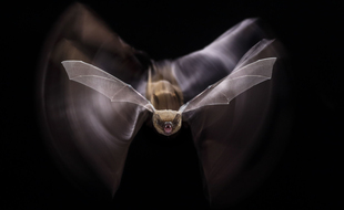 Les chauves-souris payent un lourd tribut avec les éoliennes.