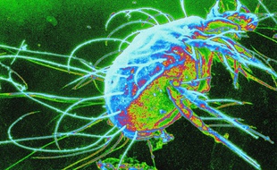 Photo d'illustration d'un acarien observé au microscope.