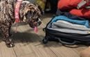 Si vous voyagez à l’étranger avec votre chien, cette check-list de vaccins et contrôles pourra vous éviter les mauvaises surprises