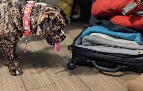 Si vous voyagez à l’étranger avec votre chien, cette check-list de vaccins et contrôles pourra vous éviter les mauvaises surprises