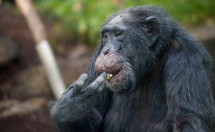 Les Instituts nationaux américains de la santé (NIH) devraient ne quasiment plus utiliser de chimpanzés pour la recherche bio-médicale, recommandent des experts indépendants de ces Instituts, selon un document posté sur leur site internet.