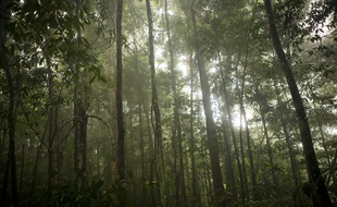 La forêt amazonienne, poumon de notre planète, est menacée par le réchauffement climatique. Et sa disparition entraînerait d'autres dégâts en chaîne.