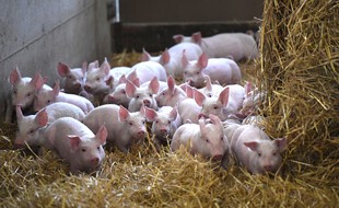 Un élevage porcin breton. (illustration)