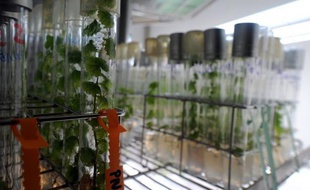 Faire coexister des cultures de plantes conventionnelles avec celles qui ont été génétiquement modifiées est possible, selon le Haut conseil des biotechnologies (HCB) moyennant plusieurs conditions au premier rang desquelles des distances d'isolement entre les champs.