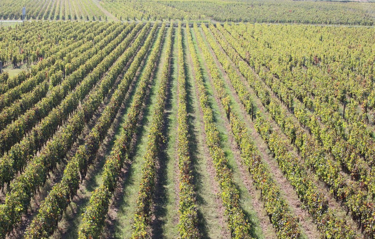 Des vignes dans le Bordelais