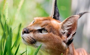 Une photo d'Atar le caracal qui s'est échappé de son enclos dans un zoo du Tarne, le 20 octobre 2013.