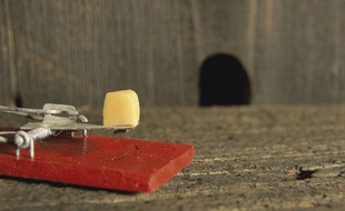 Une tapette et son bout de fromage, devant un trou de souris