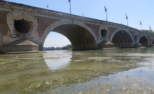 Les herbiers prolifèrent dans la partie toulousaine de la Garonne.