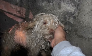 Bitty, recueilli par son sauveteur