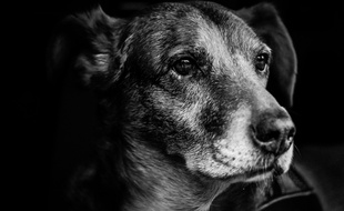 Elle a expliqué avoir brûlé puis congelé ses chiens faute d'argent (illustration).