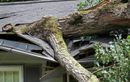 “L’arbre du voisin s’est écrasé chez moi” : qui doit payer les dégâts (et comment faire valoir vos droits)