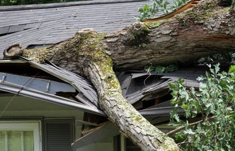 “L’arbre du voisin s’est écrasé chez moi” : qui doit payer les dégâts (et comment faire valoir vos droits)