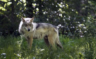 Un loup