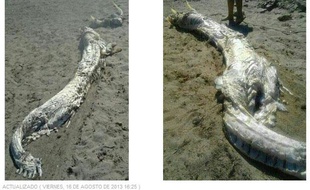Le "monstre marin" découvert le 15 août 2013 sur une plage proche d'Alméria, en Espagne.