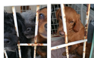 La SPA et la gendarmerie sont intervenus pour faire cesser les conditions de détention horrifiantes de ces animaux